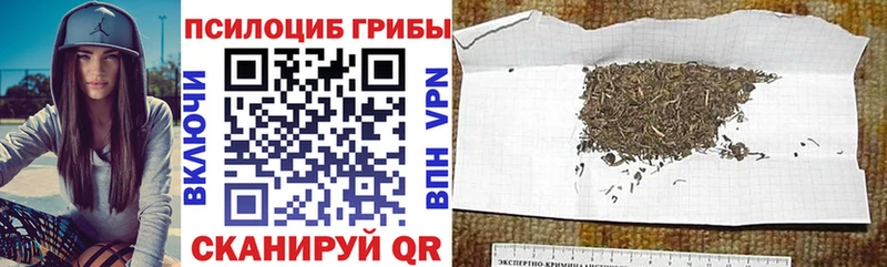 Псилоцибиновые грибы Psilocybe  Ульяновск 